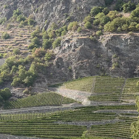 View Of The Vineyards *